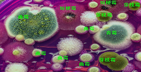 霉菌孢子 霉菌孢子